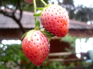 strawberry dari bapak pengelola